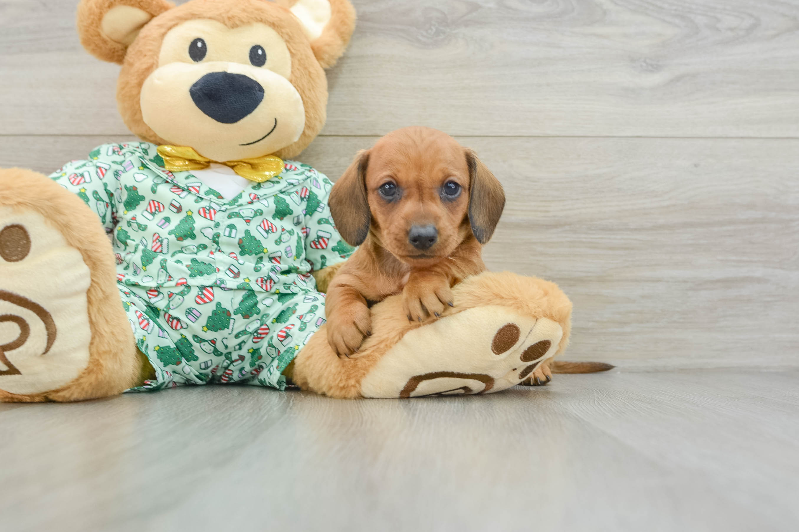 Cute Doxie Purebred Puppy