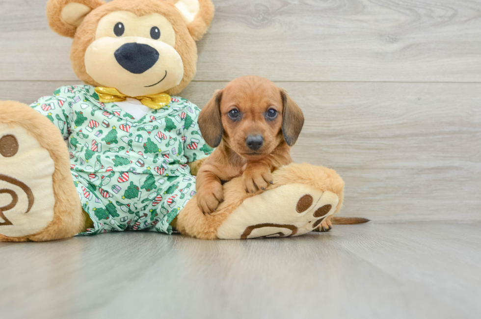 5 week old Dachshund Puppy For Sale - Lone Star Pups