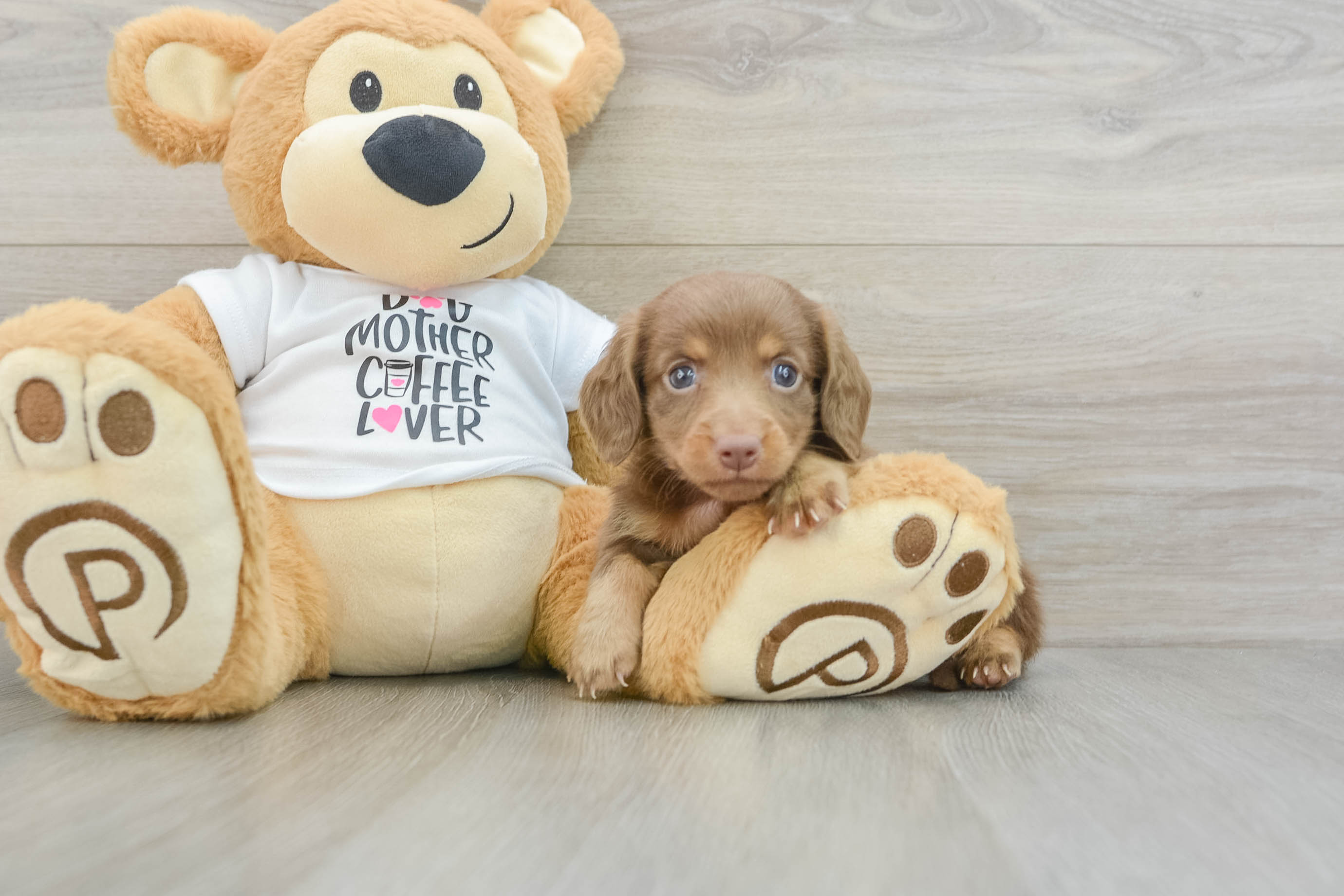 Cute Doxie Purebred Puppy