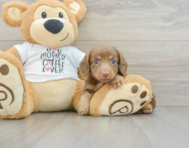 7 week old Dachshund Puppy For Sale - Lone Star Pups