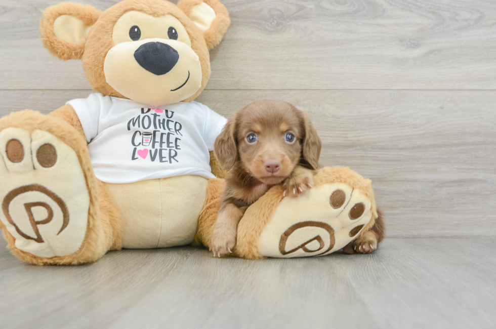 6 week old Dachshund Puppy For Sale - Lone Star Pups