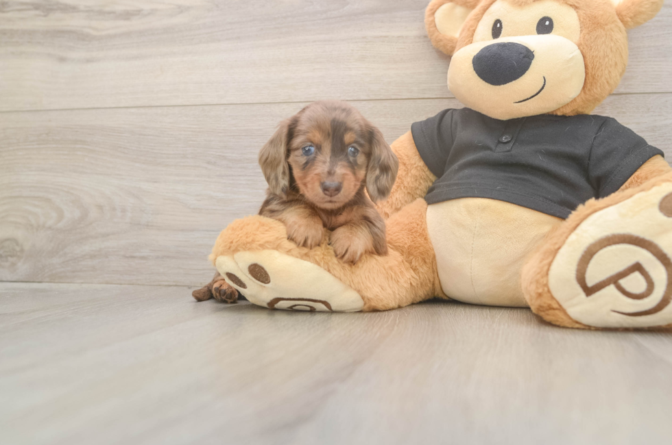 5 week old Dachshund Puppy For Sale - Lone Star Pups