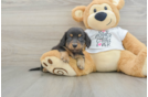 Dachshund Puppy for Adoption