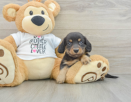 7 week old Dachshund Puppy For Sale - Lone Star Pups