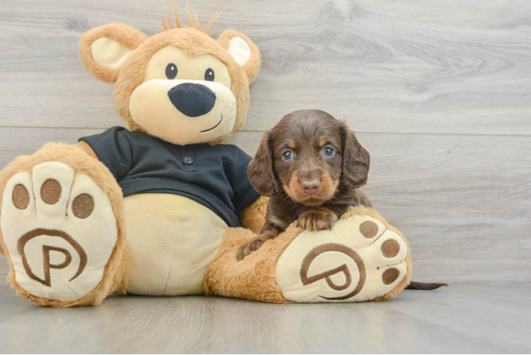 Best Dachshund Baby