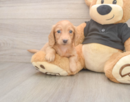 5 week old Dachshund Puppy For Sale - Lone Star Pups
