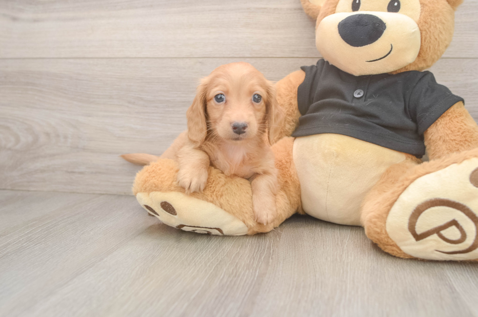 6 week old Dachshund Puppy For Sale - Lone Star Pups