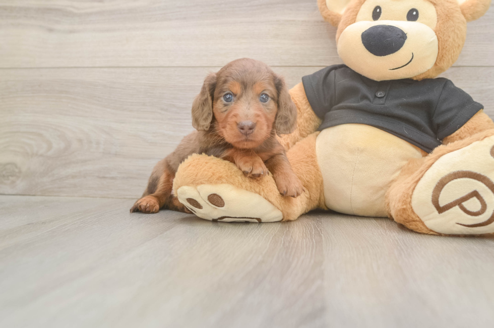 5 week old Dachshund Puppy For Sale - Lone Star Pups