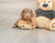 5 week old Dachshund Puppy For Sale - Lone Star Pups 5 week old Dachshund Puppy For Sale - Lone Star Pups