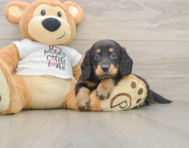 5 week old Dachshund Puppy For Sale - Lone Star Pups