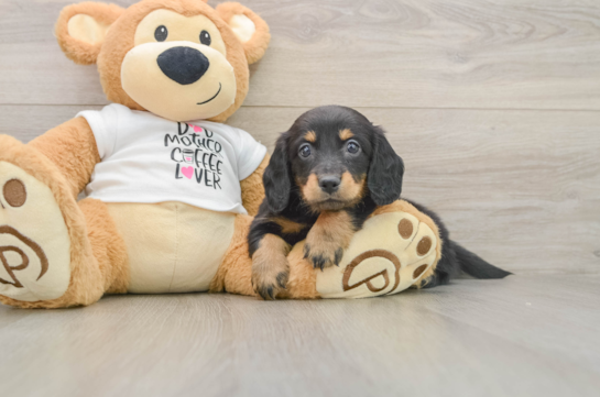Dachshund Pup Being Cute
