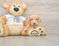 5 week old Dachshund Puppy For Sale - Lone Star Pups