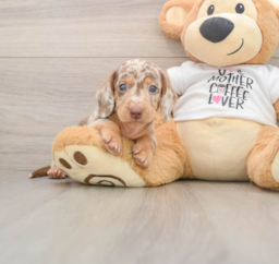 5 week old Dachshund Puppy For Sale - Lone Star Pups