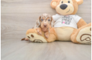 Cute Dachshund Baby