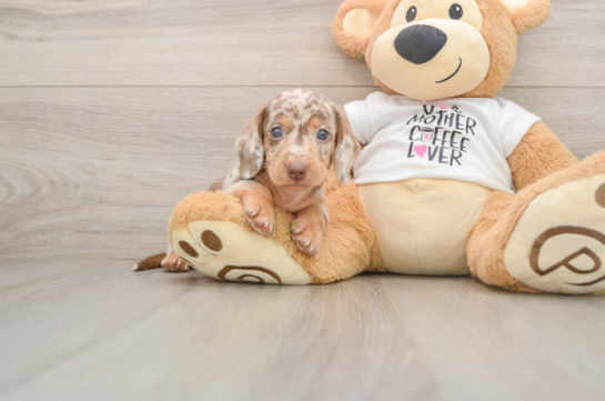 Cute Dachshund Baby