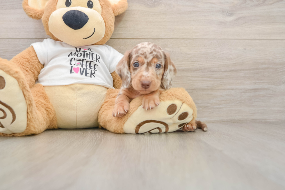 Dachshund Pup Being Cute