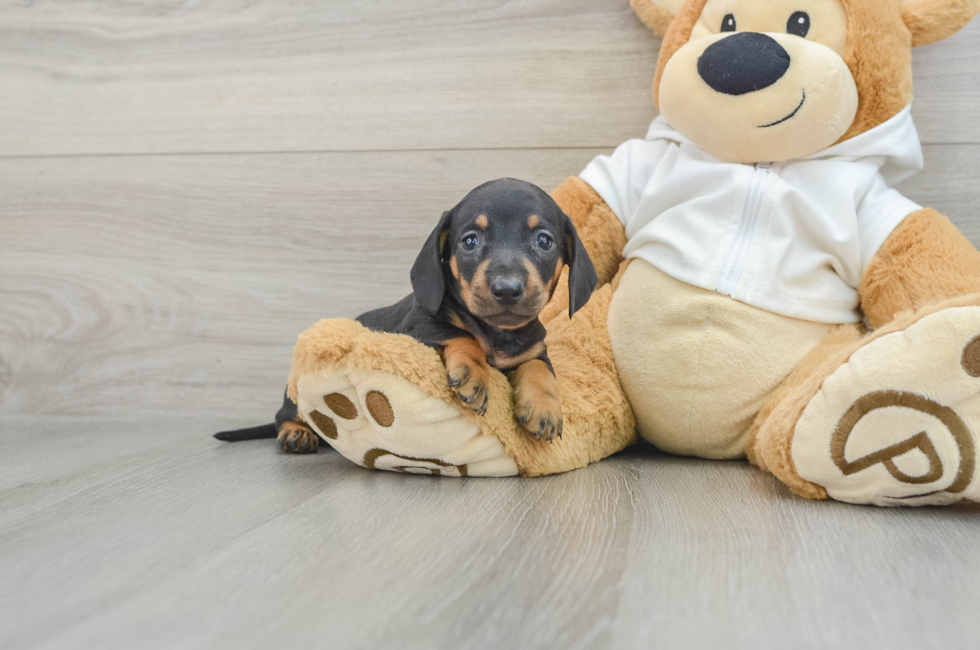 7 week old Dachshund Puppy For Sale - Lone Star Pups