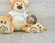 6 week old Dachshund Puppy For Sale - Lone Star Pups