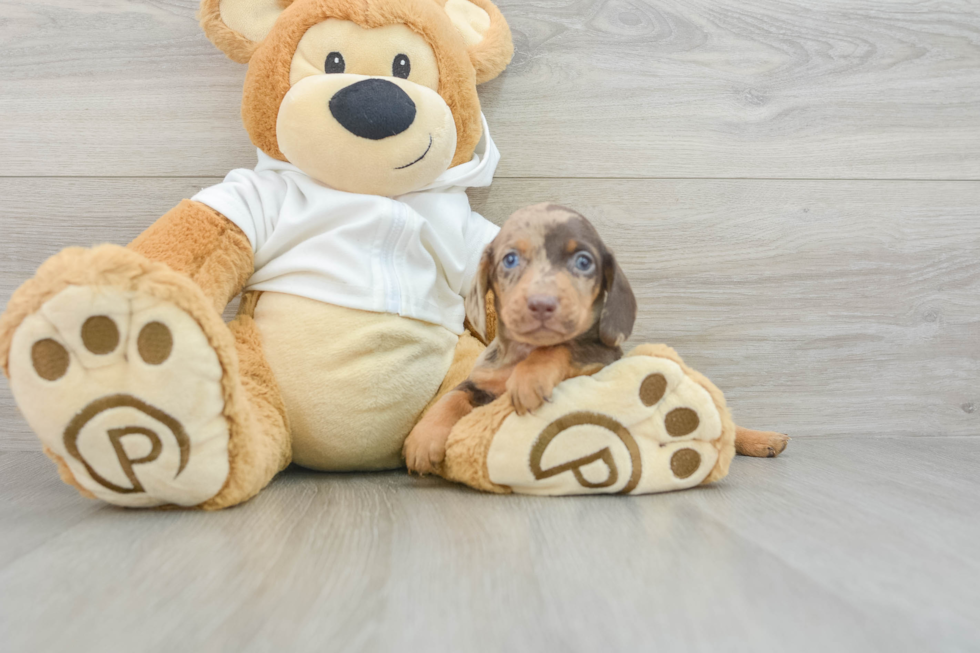 Cute Dachshund Purebred Pup