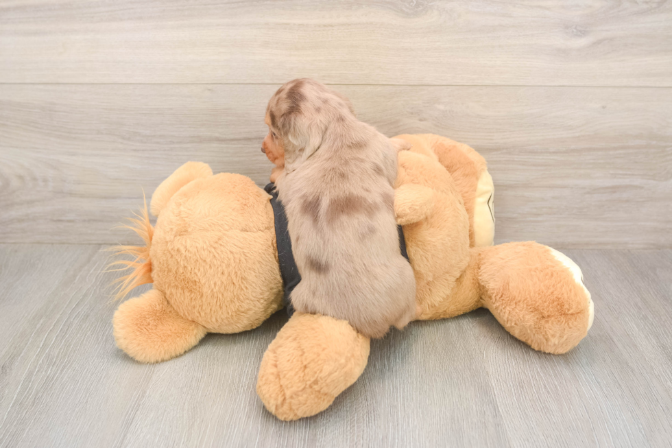 Cute Dachshund Purebred Pup