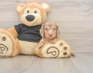 6 week old Dachshund Puppy For Sale - Lone Star Pups