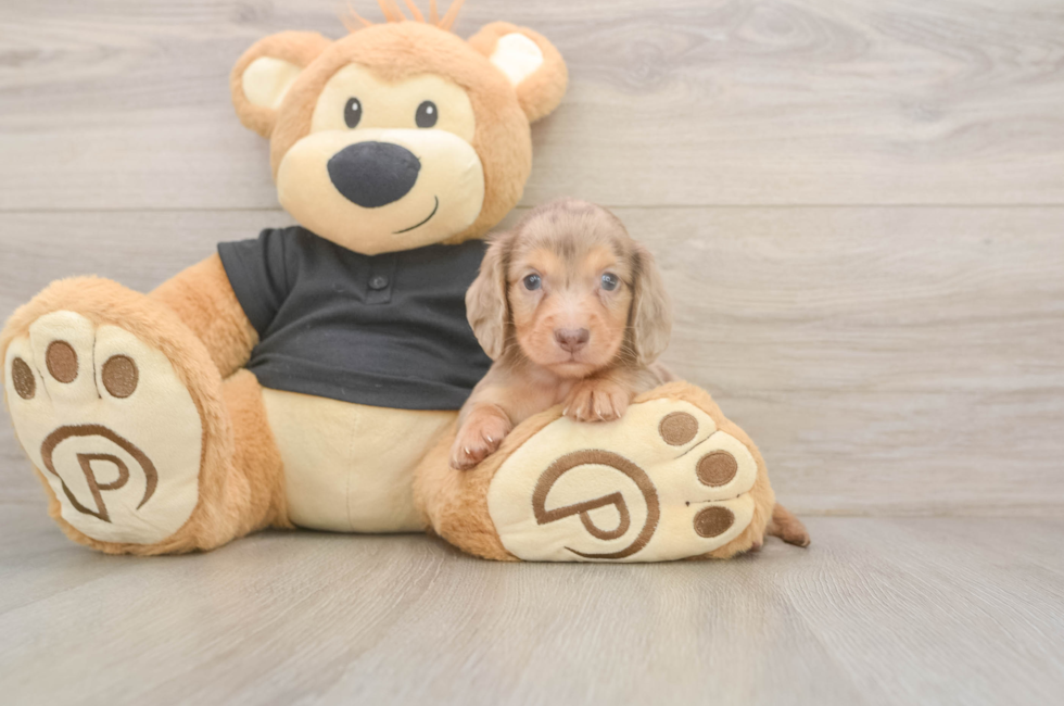 5 week old Dachshund Puppy For Sale - Lone Star Pups