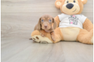 Cute Doxie Purebred Puppy
