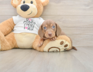 5 week old Dachshund Puppy For Sale - Lone Star Pups