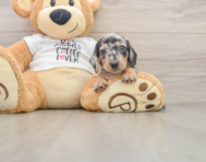 5 week old Dachshund Puppy For Sale - Lone Star Pups