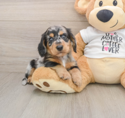 5 week old Dachshund Puppy For Sale - Lone Star Pups