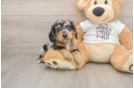 Cute Dachshund Baby
