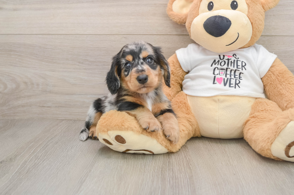Cute Dachshund Baby