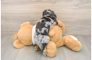Best Dachshund Baby