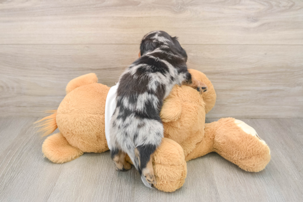 Best Dachshund Baby
