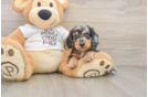 Cute Doxie Purebred Puppy