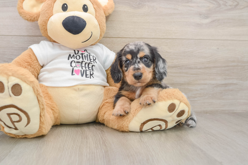Cute Doxie Purebred Puppy