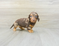 7 week old Dachshund Puppy For Sale - Lone Star Pups