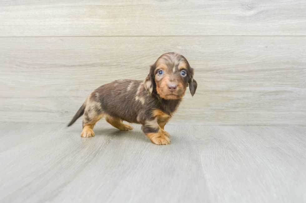 7 week old Dachshund Puppy For Sale - Lone Star Pups