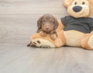 6 week old Dachshund Puppy For Sale - Lone Star Pups
