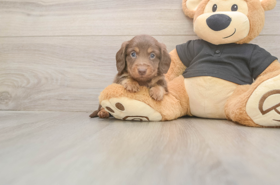 5 week old Dachshund Puppy For Sale - Lone Star Pups
