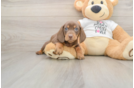 Dachshund Puppy for Adoption