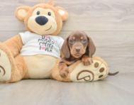 5 week old Dachshund Puppy For Sale - Lone Star Pups