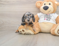 5 week old Dachshund Puppy For Sale - Lone Star Pups