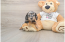 Cute Dachshund Baby