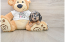Cute Dachshund Purebred Pup