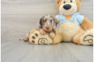 Cute Dachshund Baby