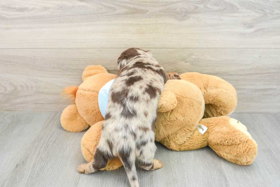 Cute Dachshund Baby