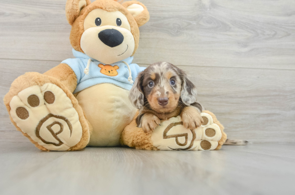 5 week old Dachshund Puppy For Sale - Lone Star Pups