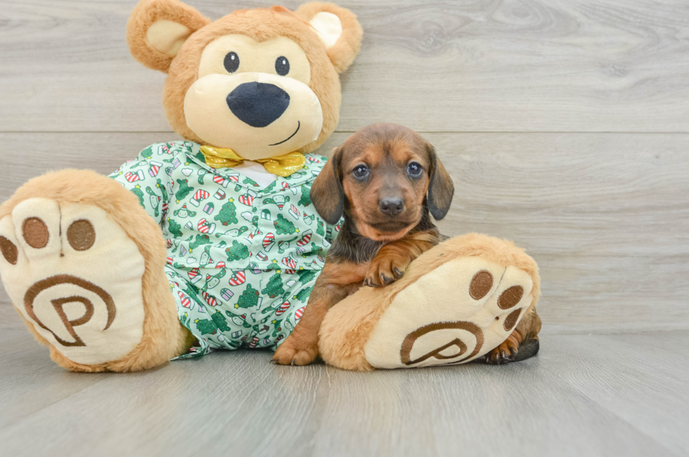 5 week old Dachshund Puppy For Sale - Lone Star Pups