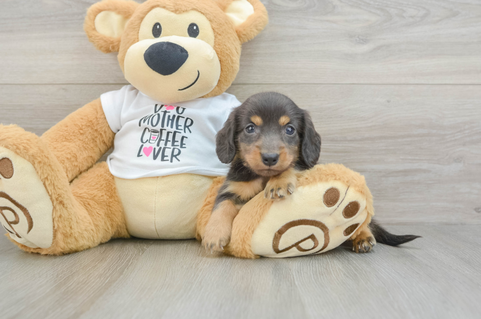 6 week old Dachshund Puppy For Sale - Lone Star Pups